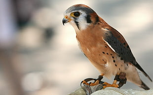 black and brown bird
